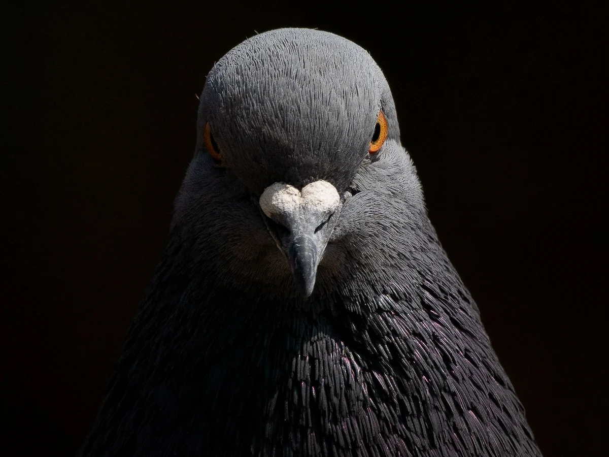 pigeon dvd